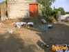 Aci_Sant_Antonio_2010_15_Chiarenza.jpg