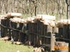 Adelfia_2010_009_Pellicani.jpg