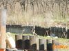 Adelfia_2010_010_Pellicani.jpg