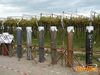 Adelfia_2010_044_Di_Candia.jpg