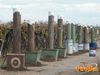 Adelfia_2013_087_Bruscella.jpg