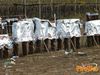Adelfia_2013_094_Bruscella.jpg