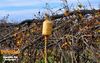 Adelfia_2013_142_Chiarappa.jpg
