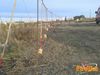 Adelfia_2013_146_Chiarappa.jpg