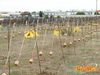 Adelfia_2013_152_Chiarappa.jpg