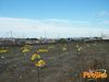 Adelfia_2013_158_Chiarappa.jpg