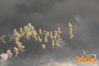 Adelfia_2013_246_fuochi_diurni.jpg
