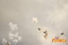 Adelfia_2013_254_fuochi_diurni.jpg