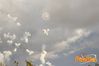 Adelfia_2013_255_fuochi_diurni.jpg