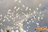 Adelfia_2013_257_fuochi_diurni.jpg