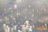 Adelfia_2013_258_fuochi_diurni.jpg