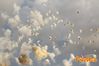 Adelfia_2013_259_fuochi_diurni.jpg