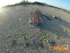 Caput_Lucis_2014_116_Raffaele.jpg