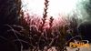 Caput_Lucis_2014_172_fuochi.jpg