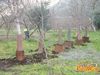 Cicciano_2016_175_Romano.jpg