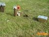 Diso_2013_50_Senatore.jpg