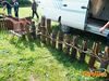 Vallo_fiera_2012_104_Fucito.jpg