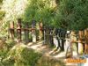 Gragnano_2010_53_Ruocco_Novellino.jpg