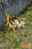 Masserie_La_Corte_2013_06_Siciliano.jpg