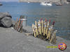 Scudo_Giuseppe_02.JPG