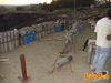 Misterbianco_2010_50_Vaccalluzzo.jpg