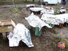 Mugnano_2009_16.jpg