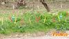 Rotello_2010_107_Longobardi.jpg