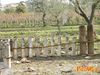 Rotello_2010_053_Del_Vicario.jpg