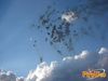 Scafati31_2010_43_fuochi.jpg