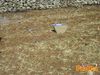 Scorrano_2013_034_diurno_Lieto.jpg