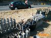 Siano_2011_050_Scudo_Peppe.jpg