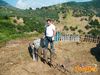 Siano_2011_076_Pellicani.jpg