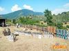 Siano_2011_079_Pellicani.jpg