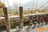 Siano_2012_020_Del_Vicario.jpg
