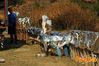 Siano_2012_039_Scudo_guagliun.jpg