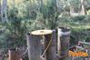 Vibonati_2014_022_Di_Candia.jpg