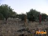 Villafranca_2010_055_Vaccalluzzo.jpg
